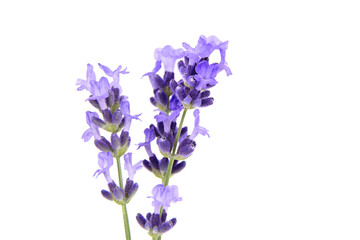 Lavender flowers macro isolated on white