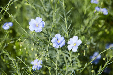 Blue flax flower. Flax blossom