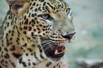 Naklejka na ściany i meble Indian leopard