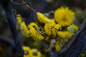 yellow flowers behind the fence. yellow chrysanthemum.