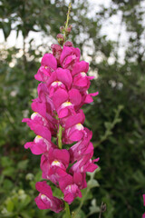 Blume / Flower / Flos