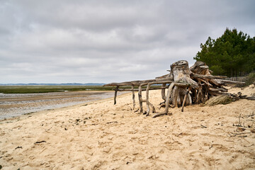Fototapeta na wymiar dried roots of a tree lying at the beach of Arès in Aquitaine in France