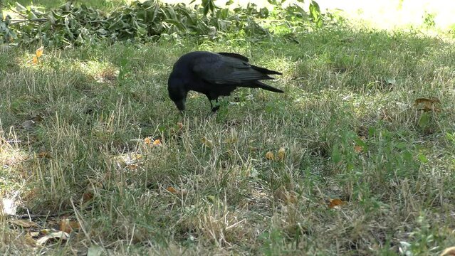 Curious black crow.The raven bird feeds on carrion,