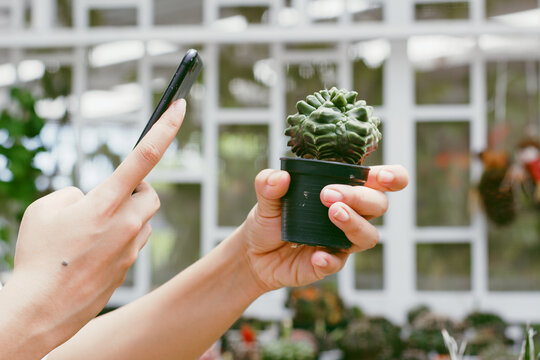 Young Asian woman SME small business entrepreneur take photo of her cactus for selling in e-commerce platform