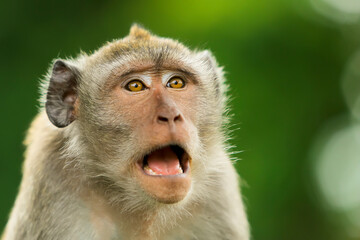 portrait of cute monkey expression on green background