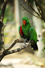 Adult male Eclectus Parrot - Eclectus Roratus