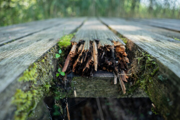 Old wooden pier, with cobwebs and beetles