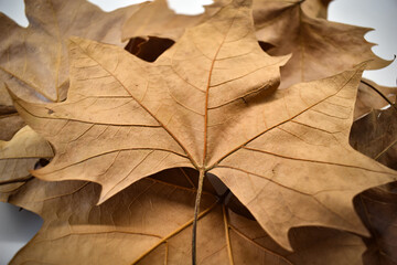 Hojas secas de otoño anaranjadas
