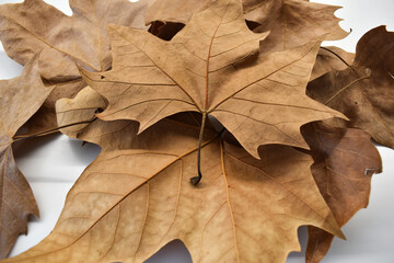 Hojas secas de otoño anaranjadas