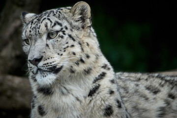 Close-up of a snow leopard (Panthera uncia)