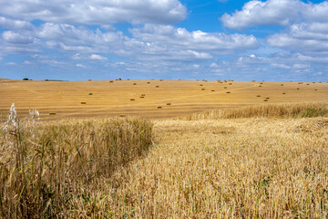 View of a cereal field with square straw bales in the South Downs National Park, East Sussex, Englandj