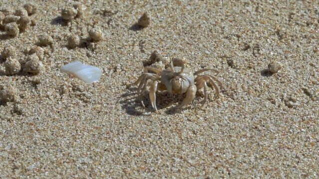 The ghost crab (Ocypode quadrata) got its name from its ability to run fast. At the slightest danger, he hides in his shelter with extraordinary agility.