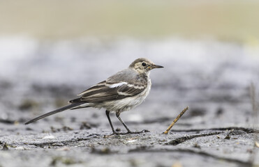 Bachstelze (Motacilla alba) nahaufnahme , in Brandenburg  