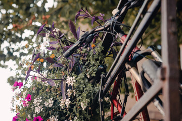 bike surrounded by flowers