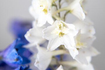 close up bouquet of white delphiniums
