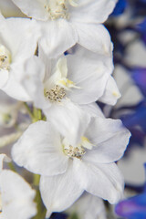 Fototapeta na wymiar close up bouquet of white and blue delphiniums