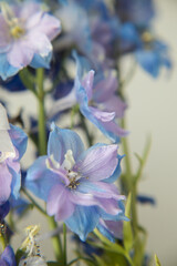 close up bouquet of blue delphiniums