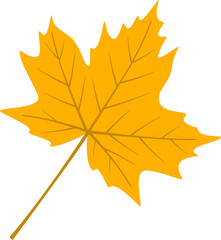 Autumn maple leaf  illustration