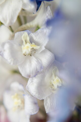 flowers of a delphinium close up