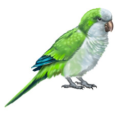 Fototapeta premium monk parakeet. Green Quaker parrot watercolor illustration. Realistic bird