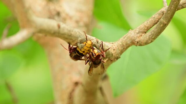 European hornets eating and foraging bark and sap of Lilac branch 