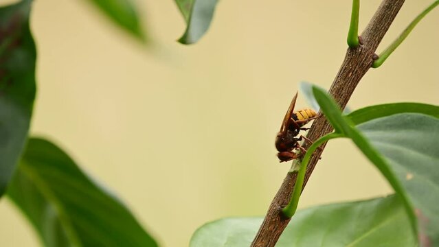 European hornets eating and foraging bark and sap of Lilac branch 