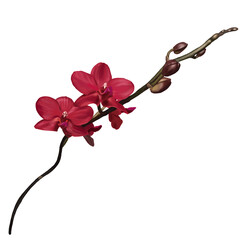 watercolor red orchid. Phalaenopsis is a realistic tropical flower. transparent background PNG 