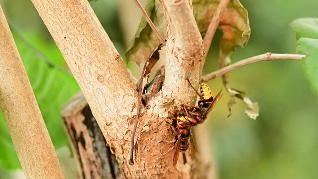 European hornets eating and foraging bark and sap of Lilac branch 
