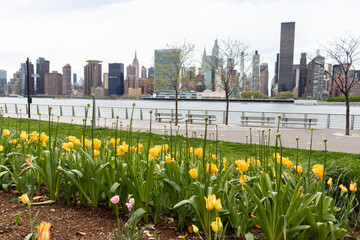Yellow Tulips at Gantry Plaza State Park in Long Island City Queens New York with the Manhattan Skyline during Spring