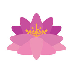 pink lotus flower garden