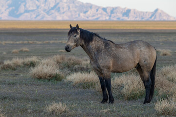 Fototapeta na wymiar Wild Horse at Sunrise in the Utah Desert