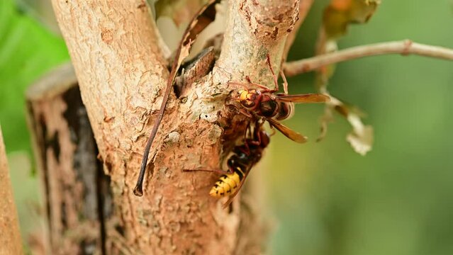 European hornets eating and foraging bark and sap of Lilac branch 