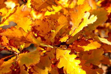 Naklejka na ściany i meble Close-up on the yellow leaves of an oak branch. Colorful and bright autumn background. Soft light falls on yellow foliage.