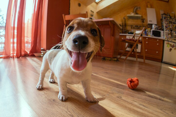 Playful puppy standing and looking at camera. Happy dog playing with a toy at home. Funny pet ready to play