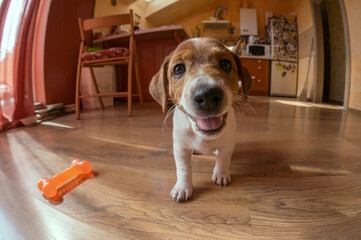 Cute dog looking at camera and smiling. Puppy playing with his toy at home