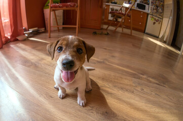 Cute puppy sitting on floor at home and looking at camera. 
