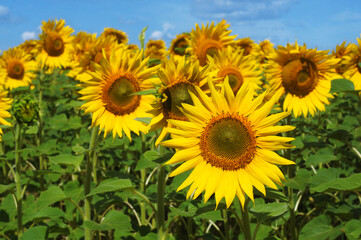 Yellow Field of many Sunflowers with leaves over blue sky on background. Yellow and blue are Ukrainian national flag colours