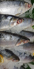 fresh milkfish or Chanos chanos or Chanidae, Cretaceous, tautonym, awa, ava, bandeng, bolu, in the market