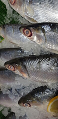 fresh milkfish or Chanos chanos or Chanidae, Cretaceous, tautonym, awa, ava, bandeng, bolu, in the market