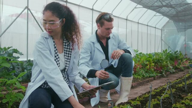Scientis are analyzing organic vegetables plants in greenhouse , concept of agricultural technology