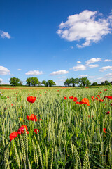 Paysage de campagne et fleur de coquelicots rouge en pleine nature au printemps.