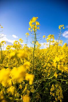 Champ de colza fleuri au soleil en &eacute;t&eacute;.