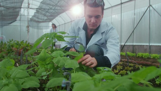 Scientis are analyzing organic vegetables plants in greenhouse , concept of agricultural technology