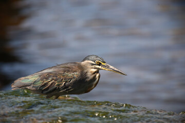 Mangrovenreiher / Greenbacked Heron / Butorides striatus