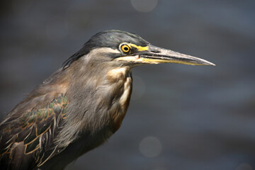 Mangrovenreiher / Greenbacked Heron / Butorides striatus