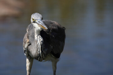 Afrikanischer Graureiher / Grey Heron / Ardea cinerea.