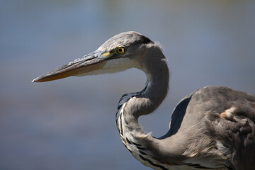Afrikanischer Graureiher / Grey Heron / Ardea cinerea.