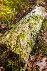 Wood Branch Tree Sawed Off Trunk On Forest Deciduous Ground. - obrazy, fototapety, plakaty