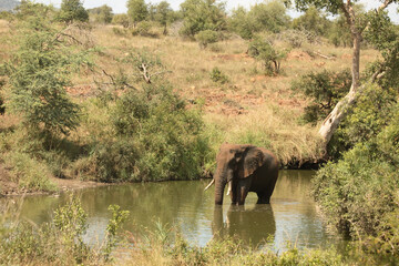 Naklejka na ściany i meble Afrikanischer Elefant im Nhlowa River/ African elephant in Nhlowa River / Loxodonta africana