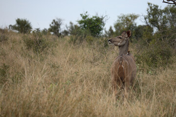 Großer Kudu / Greater Kudu / Tragelaphus strepsiceros.